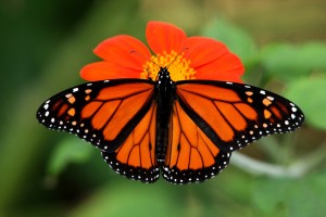 With Wings Wide Open